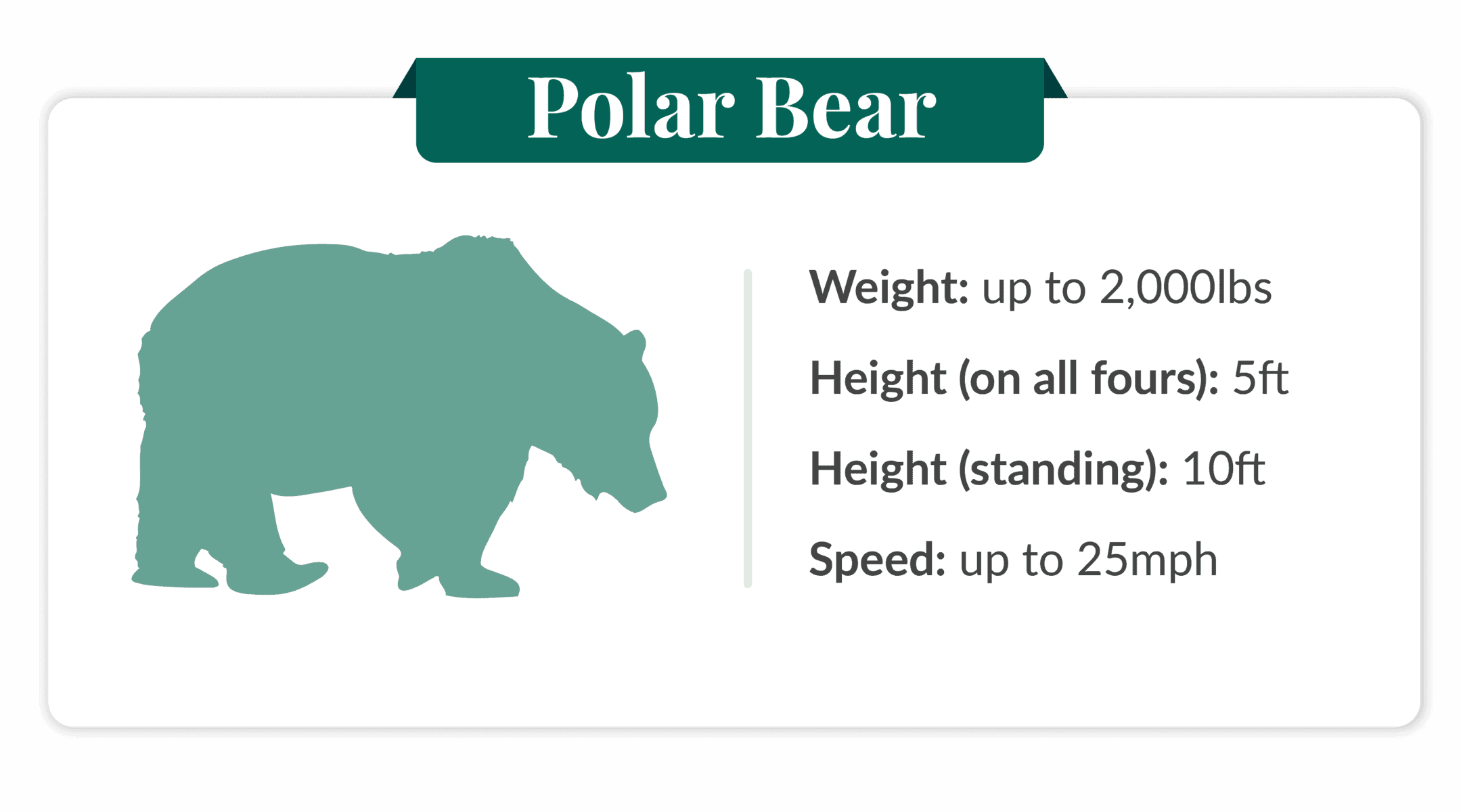 bear safety